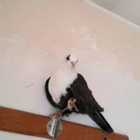 جوجه کربلایی نر