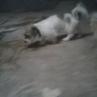 به سرپرستی دادن رایگان کایلا خانوم