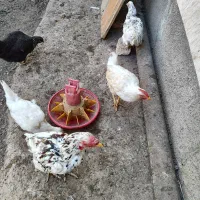 چندتا جوجه ۶ماهه رسمی ولاری به فروش میرسه|حیوانات مزرعه|اسلامشهر, مطهری|دیوار