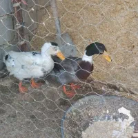 دوتا نر هستن