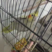 سه عدد عروس هلندی|پرنده|مشهد, هفت تیر (نه دره)|دیوار