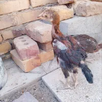 جوجه لاری اصیل نسل دار