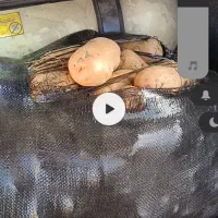 سیب زمینی درجه یک (سه کیسه موجوده فقط)|خوردنی و آشامیدنی|نمین, |دیوار