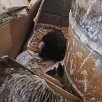 ۳ عدد بوقلمون باجوجه +۳تاگلین