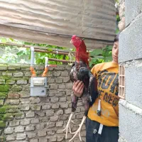 خروس لاری اصیل