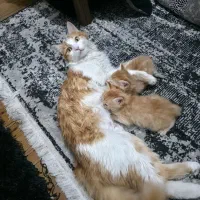 واگذاری دو بچه گربه نارنجی|گربه|قرچک, مهدیه|دیوار