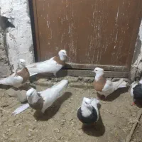 چندعددطوقی خوب دوماده دونریه حوانه