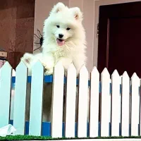 توله های سفیدبرفی سامویید|سگ|تهران, اختیاریه|دیوار