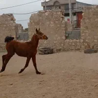 اسب.کره نریون