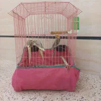 سه عدد عروس هلندی با قفس و آبخوری و دونخور