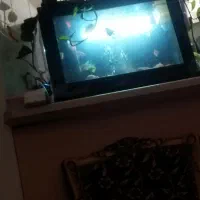 آکواریوم و ماهی