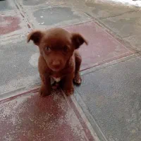 واگذاری|سگ|تربتحیدریه, باغ سلطانی|دیوار