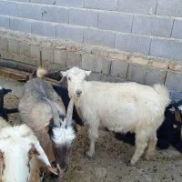 فروش 10راس بز داشت و برخورده وچاق