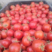گوجه گیلاسی ترش وخوشمزه وخوش عیار.درجه۱.|خوردنی و آشامیدنی|نیشابور, سرآب کوشک|دیوار