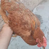 مرغ محلی تخمگذار درشت