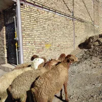 تعدا 6راس گوسفند ناب عروسک آبستن سنگین مالچه|حیوانات مزرعه|کرمانشاه, |دیوار