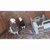 فروش جفت طوقی|پرنده|لامرد, |دیوار