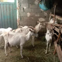 بزسانن اصل فرانسه|حیوانات مزرعه|ترکمانچای, |دیوار