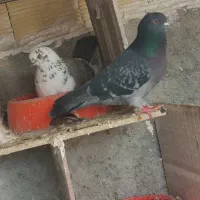 کبوتر|پرنده|سرپل ذهاب, |دیوار