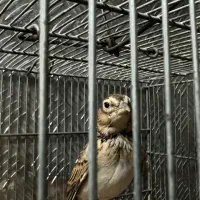 سهرت خاکی دوساله دهندار تازه صاف شاه تخم|پرنده|تهران, بازار|دیوار