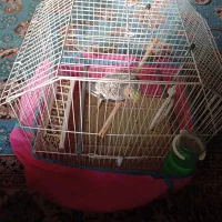 عروس دستی زیبا