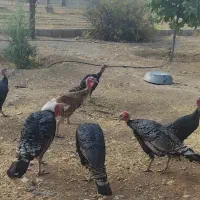 بوقلمون برنز آمریکایی|حیوانات مزرعه|قلعه ممبی, |دیوار