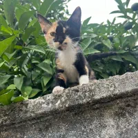 واگذاری رایگان بچه گربه