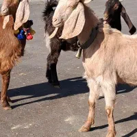 ۳ راس کولار آبستن سنگین