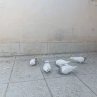 کفتر|پرنده|مشهد, ویلاشهر|دیوار