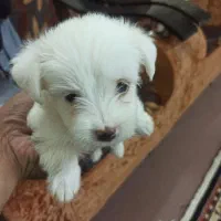 سگ پودل همراه شناسنامه