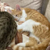 واگذاری گربه خونگی|گربه|رشت, امین الضرب|دیوار