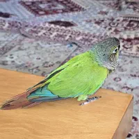 طوطی گرینچیک