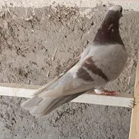 کبوتر پرشی|پرنده|خمینی‌شهر, |دیوار