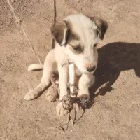 توله نر زیبا