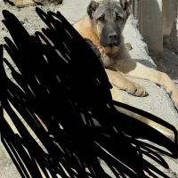 سگ سرابی|سگ|فولادشهر, زاینده رود|دیوار