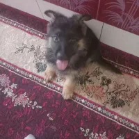 سگ ژرمن ۲ماهه