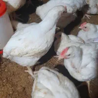 مرغ ماشینی ارگانیک