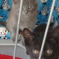 تعدادی گربه ی پرشین اسکاتیش