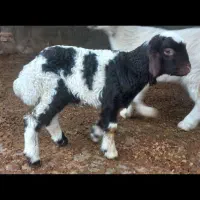 میش دوقلوزا