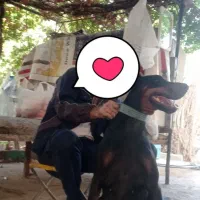 سگ دوبرمن ماده اصیل|سگ|خاوران, |دیوار