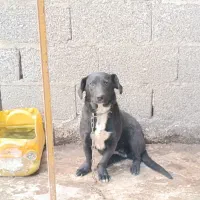 سگ نژاد لابرادور رتریور . واگذاری|سگ|تولم شهر, |دیوار