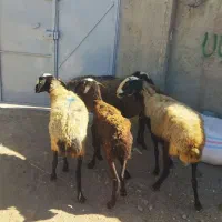 گوسفند گوشتی|حیوانات مزرعه|هشتگرد, تهران دشت|دیوار