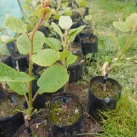 نهال کیوی پایه خیاری