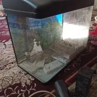 اکواریوم|ماهی|اصفهان, شفق|دیوار