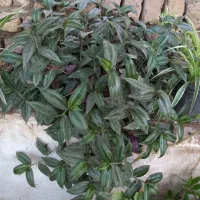 گل های زینتی و پر