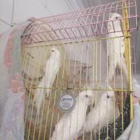 عروس هلندی البینوچشم شرابی