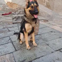 سگ ژرمن