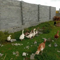 تعداد۸عدد غاز