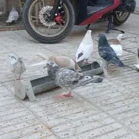 کفتر گم کردم هفترنگ شکلاتی