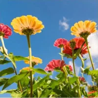 باغبانی حرفه ای